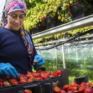 Gasprijzen compensatie onl
