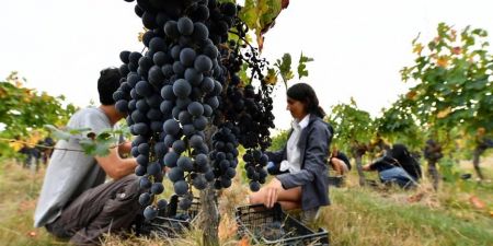 Biowijn bordeaux druiven