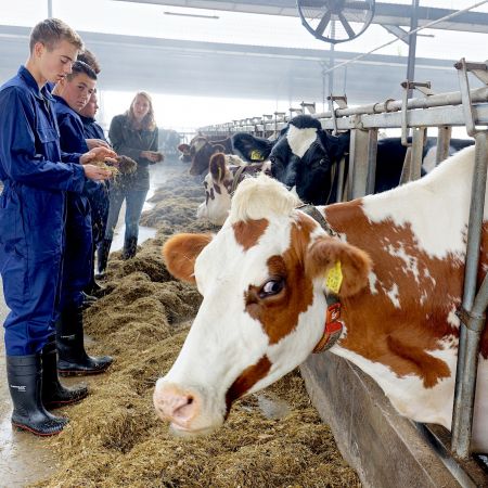 Boeren Helicon ondernemen vee