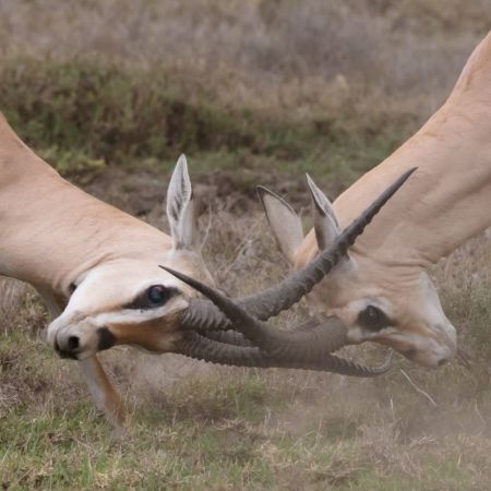 Conflict deal clash unsplash square