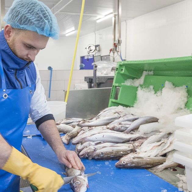 Bedrijvigheid bedrijven Yerseke visindustrie 1