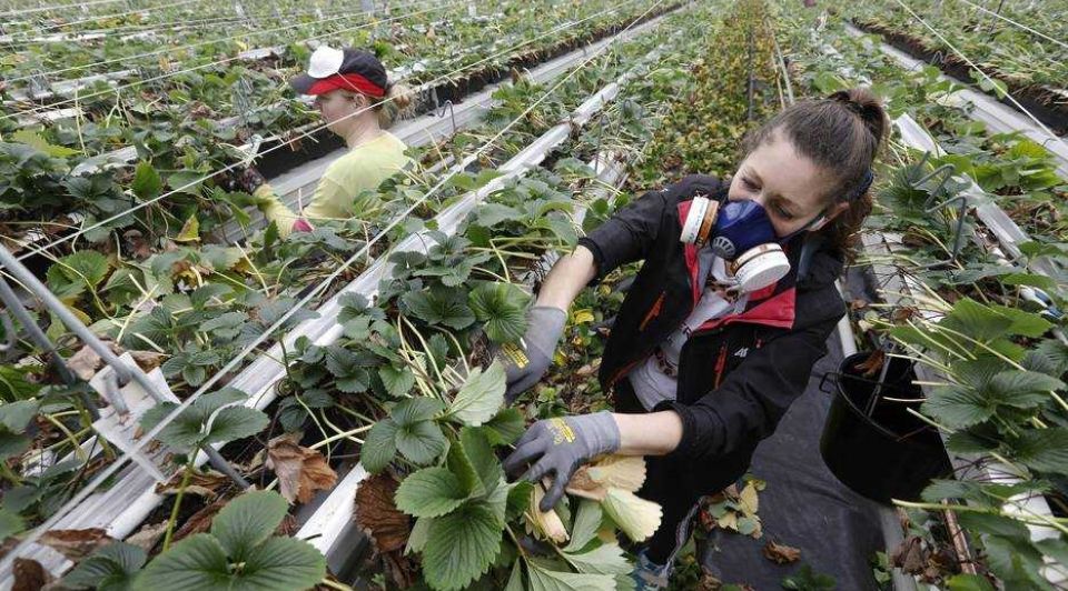Groei arbeidsmigranten eigen bedrijf Den Haag Polen Bulgarije