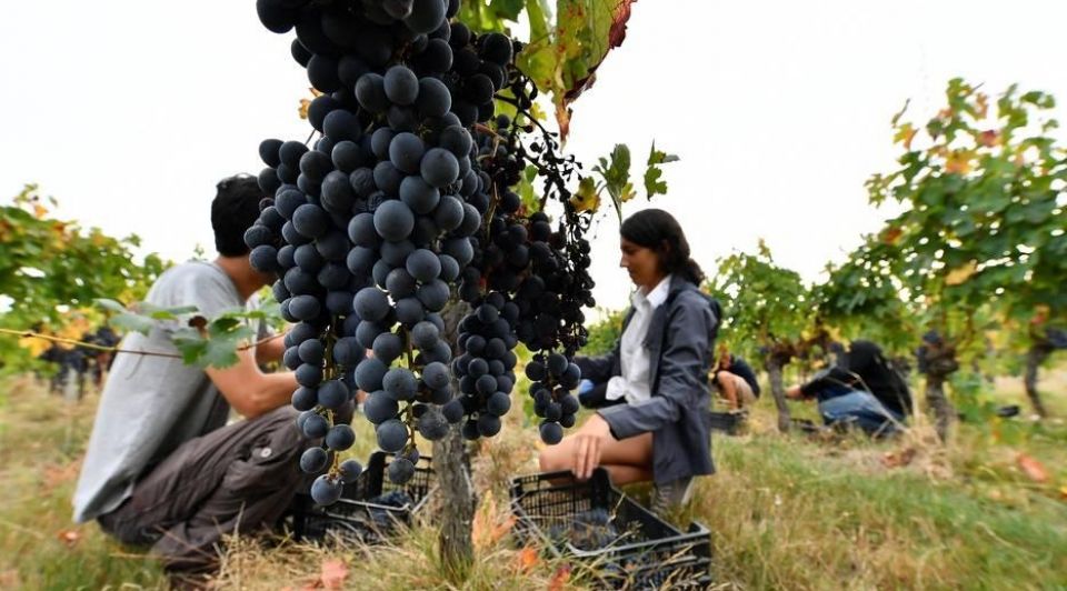 Biowijn bordeaux druiven