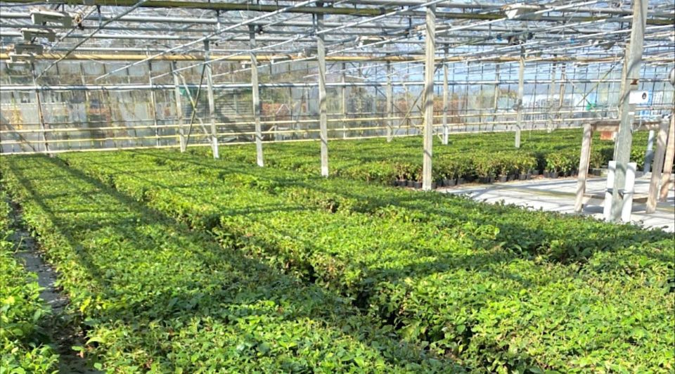 Localtea thee duurzaam albert heijn jumbo