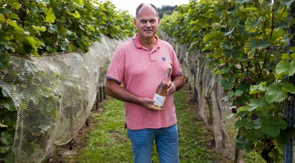 Wijnhandel druiventelers wijngaard domaine brabantse wal bosse