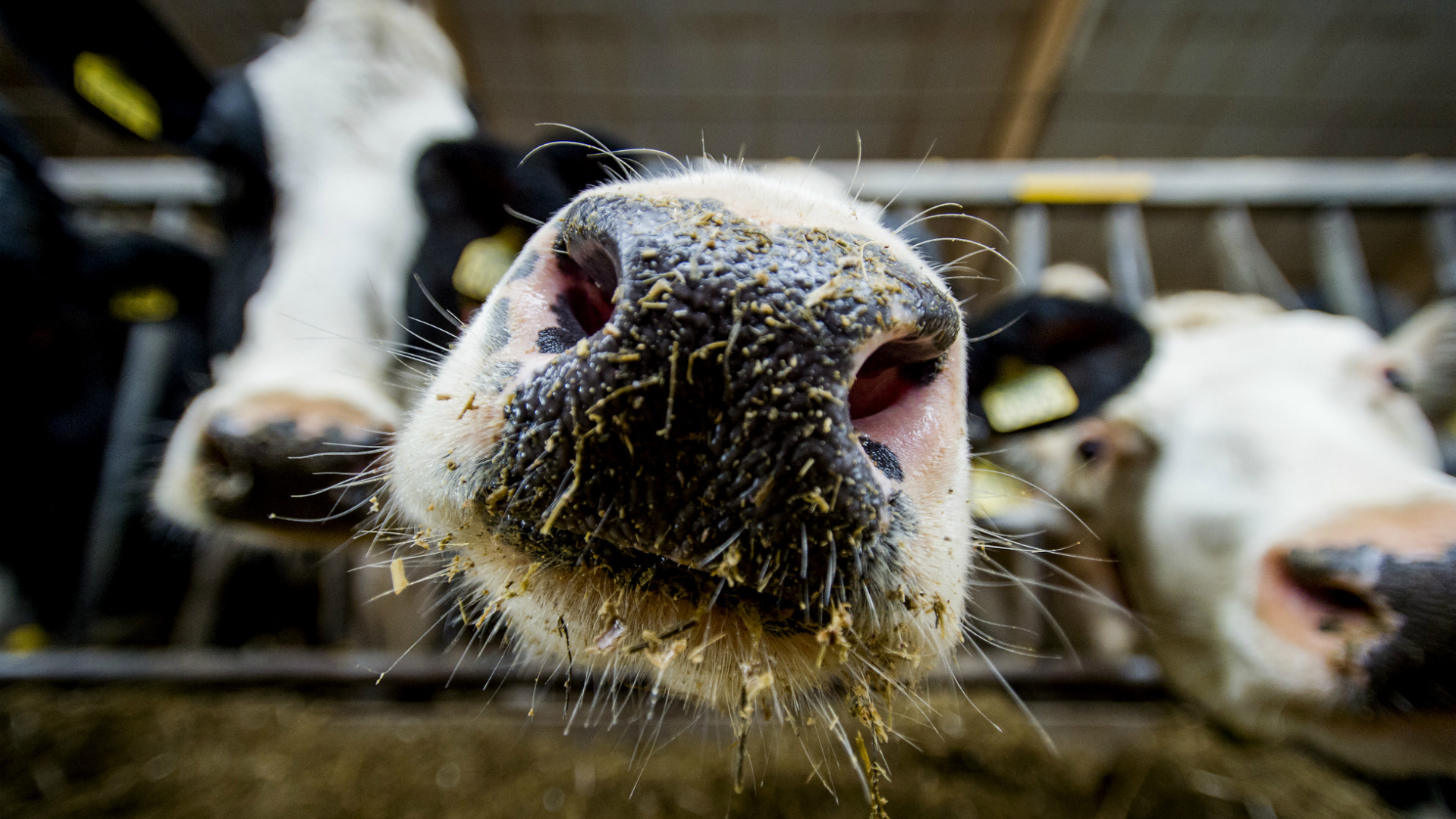 De Ondernemer | Boeren zijn niet verplicht om koeien te laten slachten