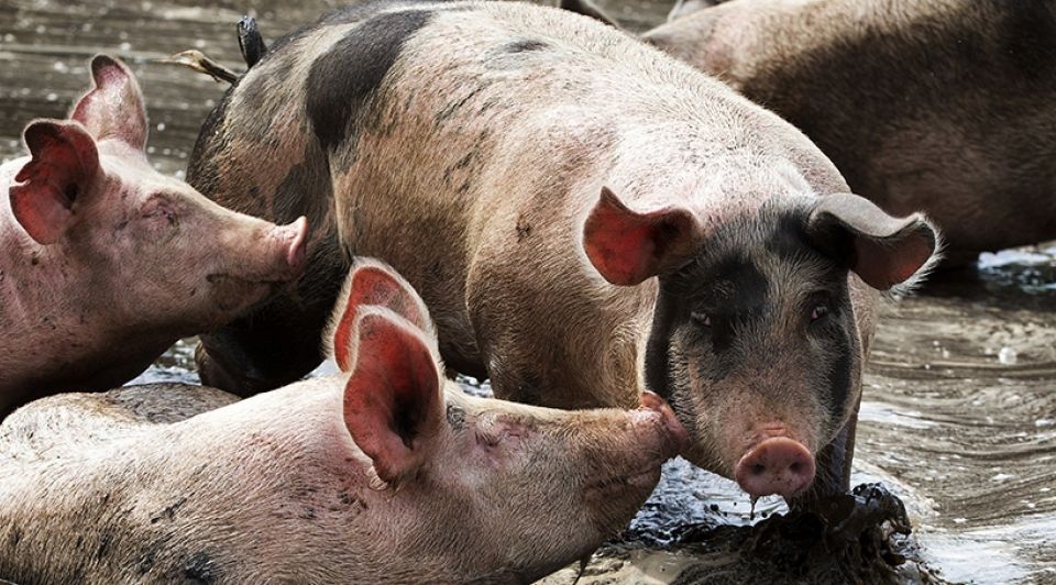 Stallenstop Varkens