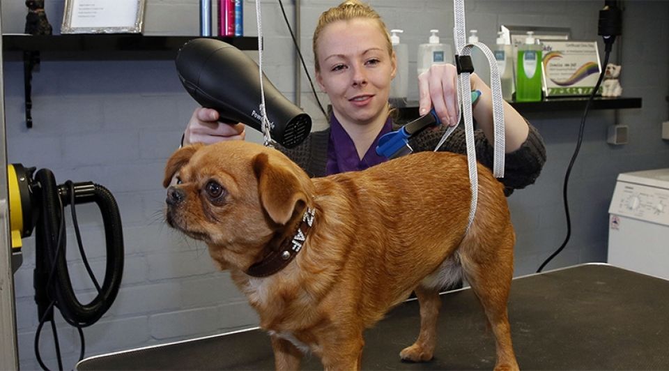 Demelzavanpelthondentrimsalon1065