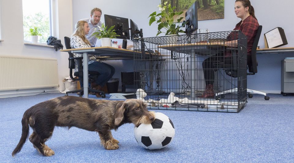 Kantoor hond vloer dier werknemers