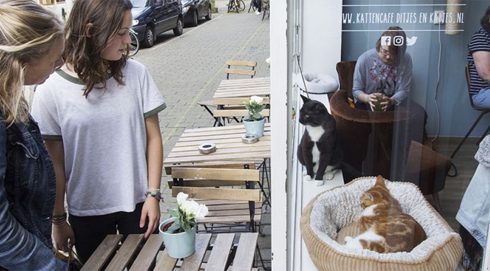 Kattencafe 1065 1