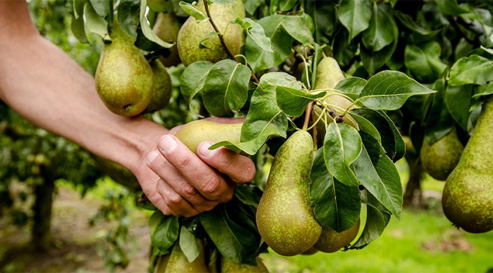 Peren conferance boomgaard fruitteelt fruitteler