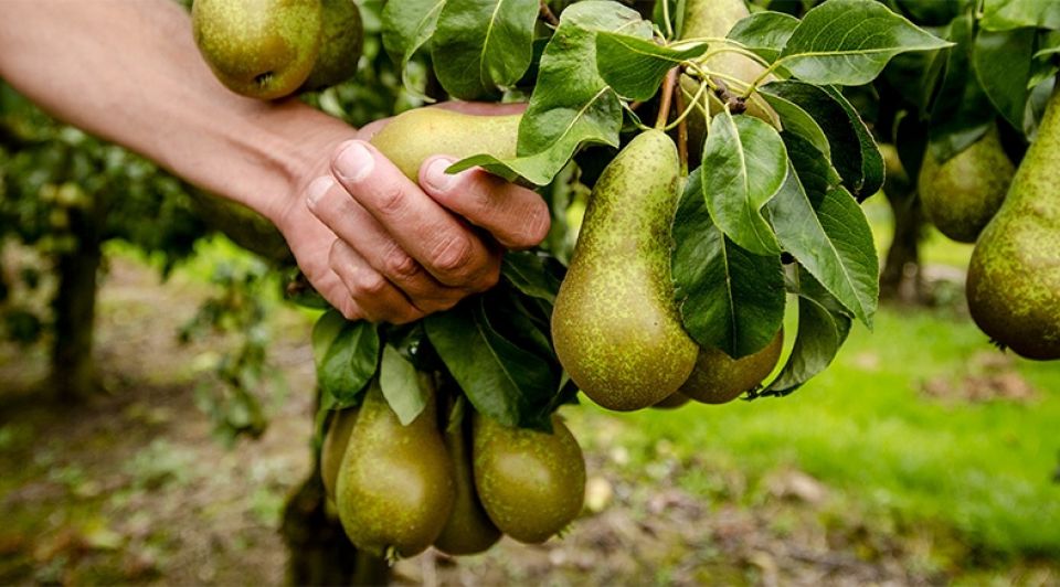 Peren fruitteler rusland 1065