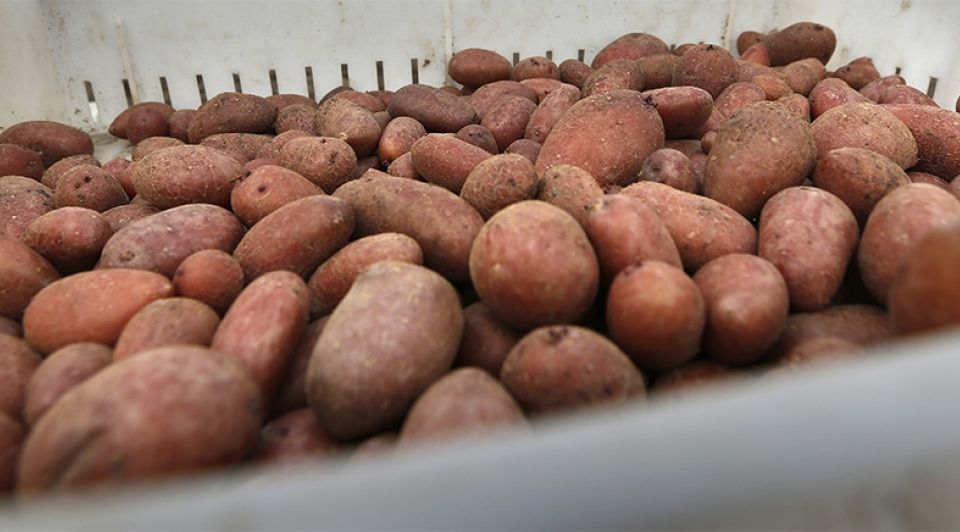 Potato potahto