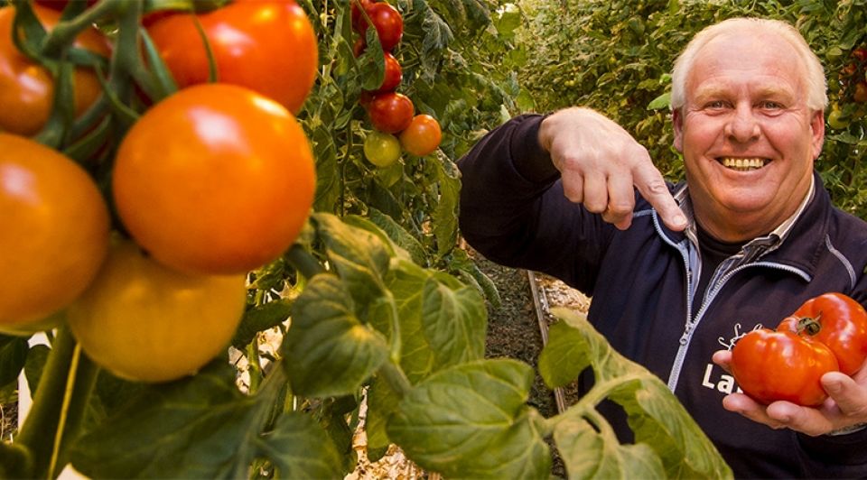 Tomaat tomatenteelt telers greenblend maasdijk leo van der lans