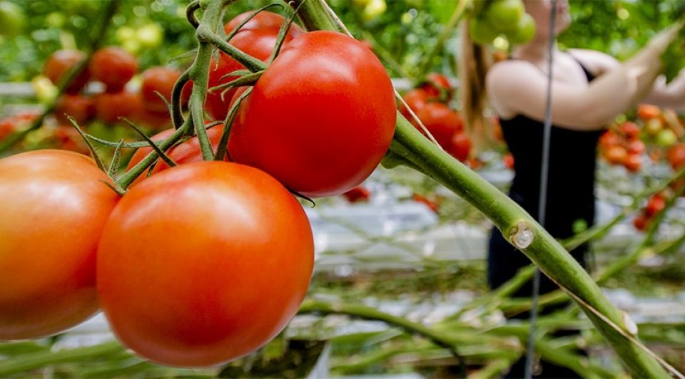 Tomaten 1065
