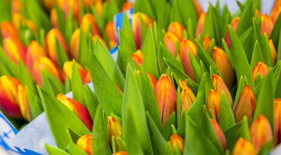 Tulpen 8