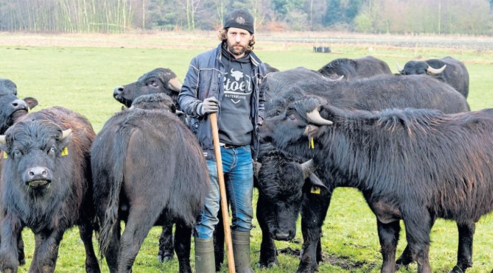 Waterbuffelboer