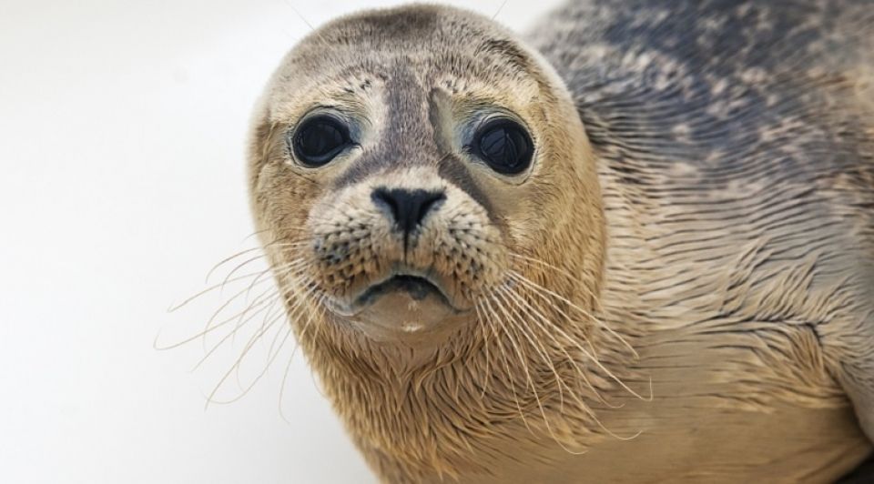 Zeehond